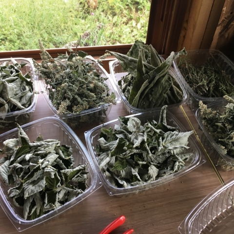 Dried herbs ready for processing. August 25.