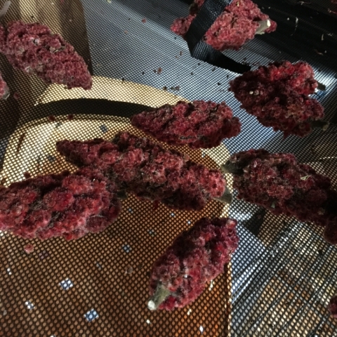 Newly harvested Staghorn Sumac berries.