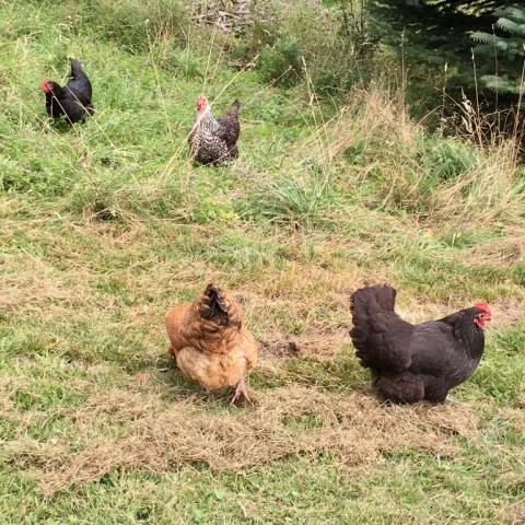 Our new hens: Baudler Girls from Anja & Wolfgang. Shimmy, Archimedes, Jirafa and Lola.