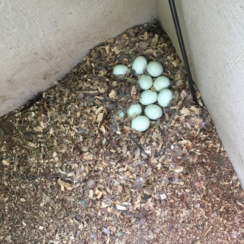 Ding is sitting on 14 eggs!