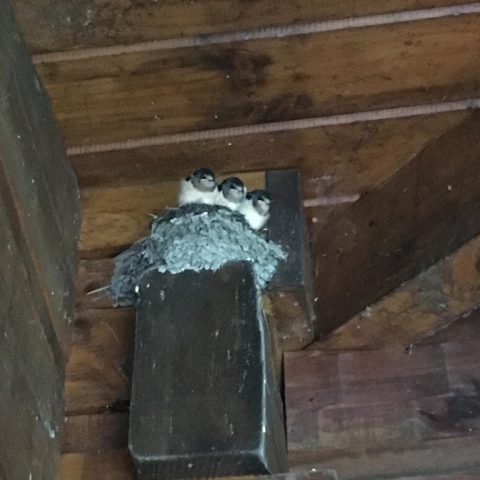 June 22. Barn swallows on the cabin porch. There are five! 