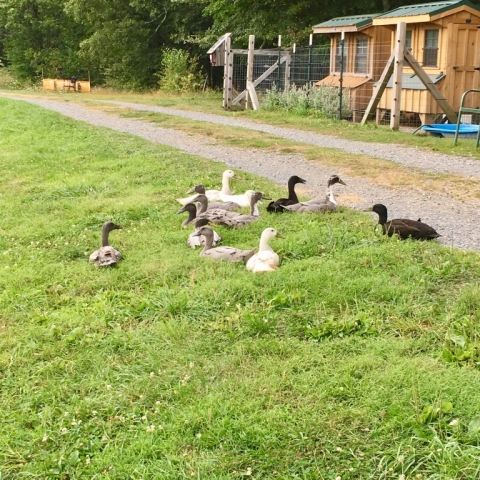 August 19. Just six weeks old and the ducklings are as big as their parents!