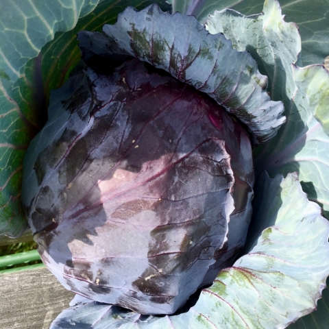 Red cabbage.