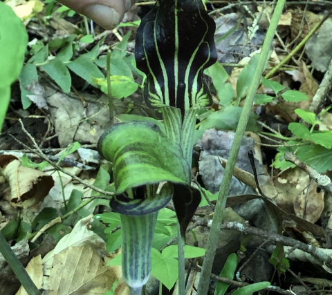 June 2. Jack in the Pulpit.