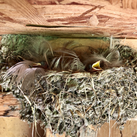Barn swallows in the goat shed.