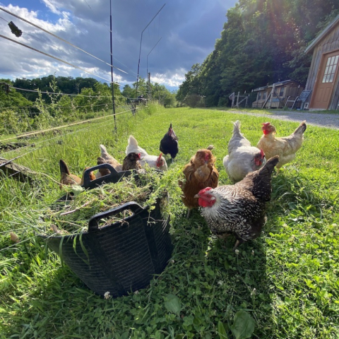 The hens love garden treats.