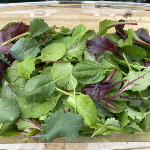 Baby greens have been marvelous this year.