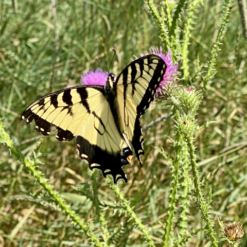 August 1. Eastern tiger swallowtail on thistle.
