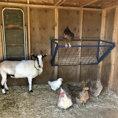 August 31. Hens hanging out in Dora's barn.