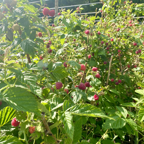 Raspberries fruited early this year.