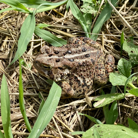 July 15. American toad in the garden.