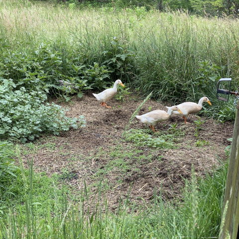 Ducks in Dora's yard.