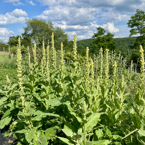 July 22. Common Mullein (Verbascum thapsus) growing in the garden. What a boon!