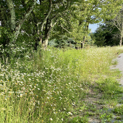 July 24. Fleabane, Oxeye Daisy, Queen Anne's Lace & Blackeyed Susan blanket the shoulders of the Old Pike Road.