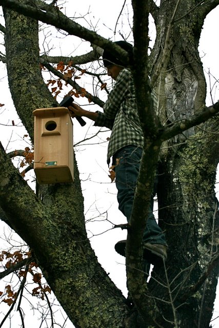 Screech Owl nest box