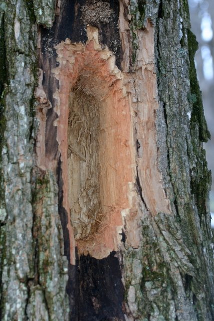 Evidence of a Pileated Woodpecker