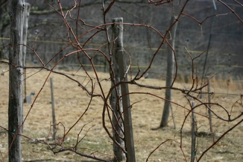A vine before pruning