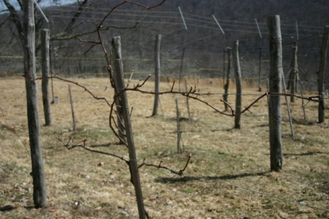 The same vine after pruning