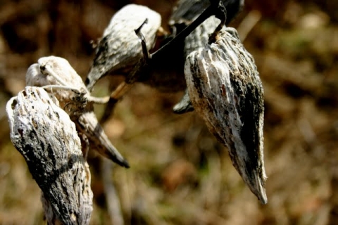 Common milkweed seed pods.