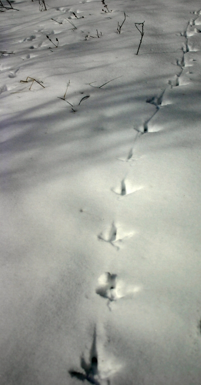 Great Blue Heron tracks.