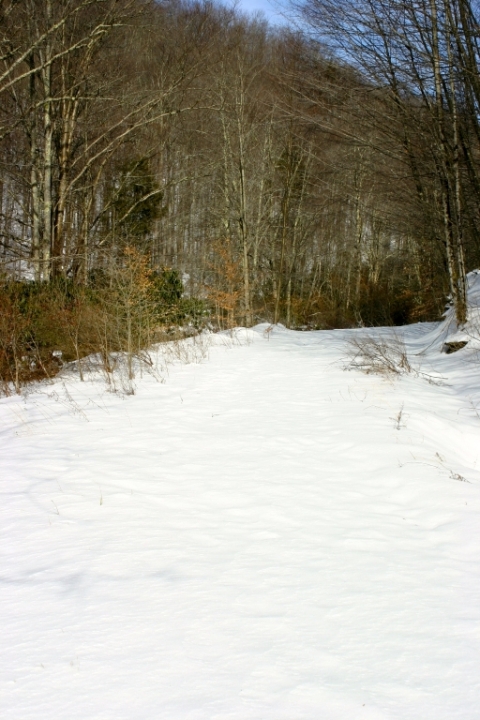 No tracks on the West Fork Rail Trail today.