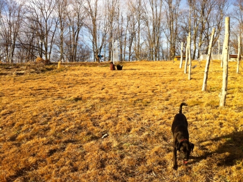 Buddy, Maddy & Dawn in the garden, January 12.