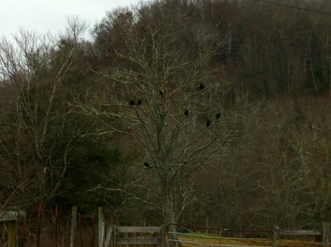 Black vultures in Green Bank January 14.