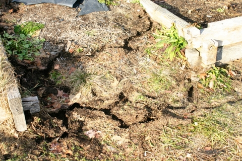 Mouse tunnels in the garden, revealed by the melted snow.