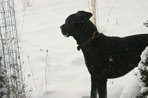 Buddy thoroughly enjoying the weather.