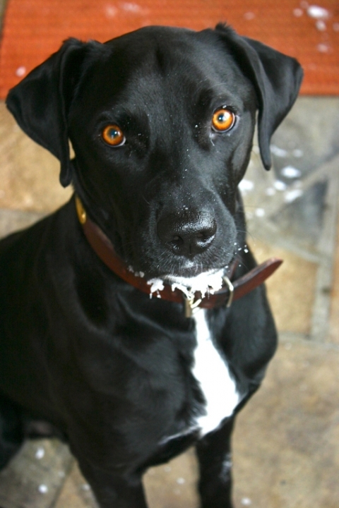 A frosty chin is sure sign of a happy puppy, January 24.