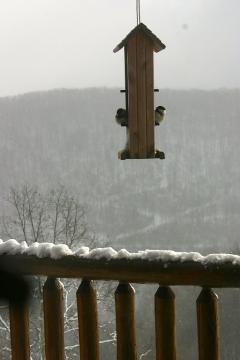 Black-capped chickadees have developed a taste for thistle seed.