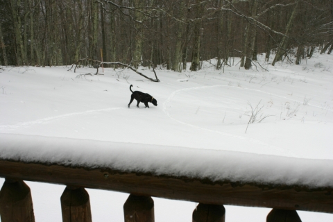 Buddy loves exploring in the snow.