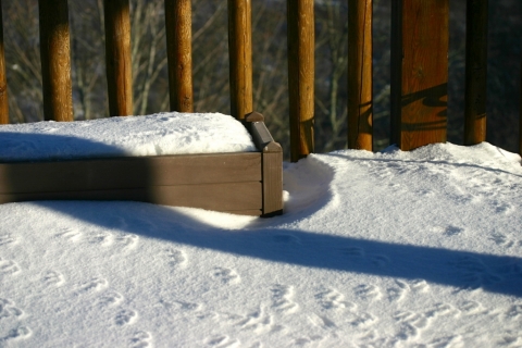 Bird tracks on the deck.