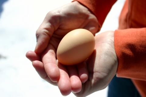 A freshly-laid winter egg! February 18.