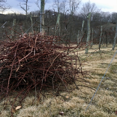 Pruning the vineyard. March 5.