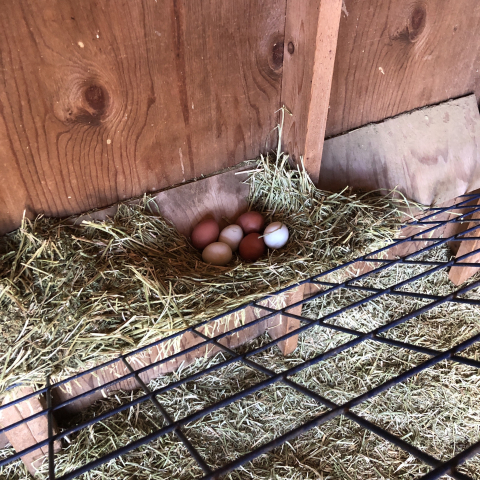 February 28. You know the weather has been super nice if the hens are laying in Dora's barn!