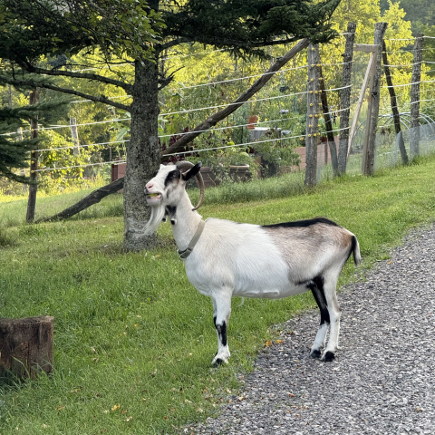 Dora the apple eater.