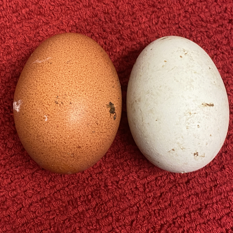 February eggs!