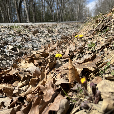 First Coltsfoot on the Old Pike Road March 14.