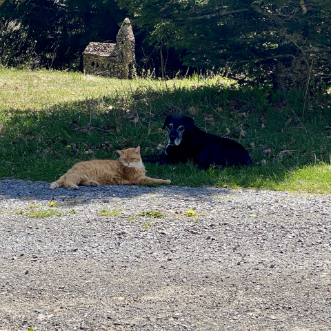 Tom and Buddy watching me from their favorite shady spot.