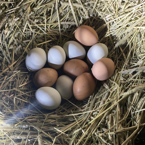 Eggs in Dora's hay feeder.