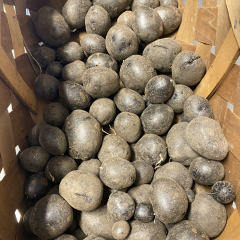 Nice taters this year!