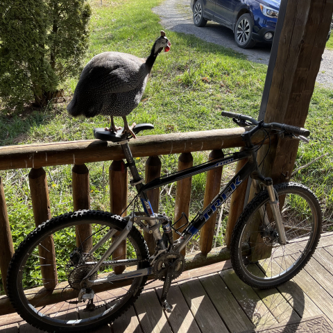Our guinea Westley trying out David's bike.