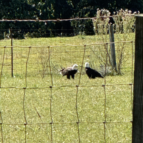 Bald eagles are an increasingly common sight.