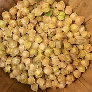 Ground Cherry Jam, $6.50&nbsp;&nbsp;&nbsp;&nbsp;sold out