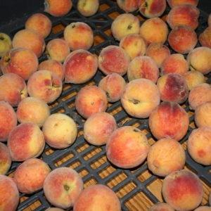 Peach Preserves, $6.50&nbsp;&nbsp;&nbsp;&nbsp;sold out