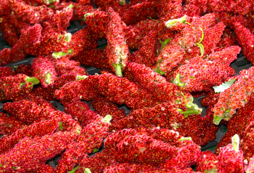 Sumac Spice