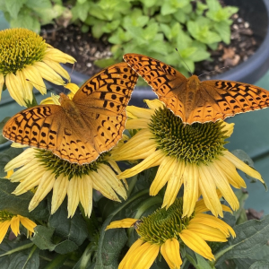 Tea Sets Especially for 2026!