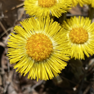 Anti-Inflammatory Trio, $34